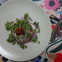 【試してみた】簡単おつまみ♪鯖缶とかいわれのレモン醤油バジルサラダ