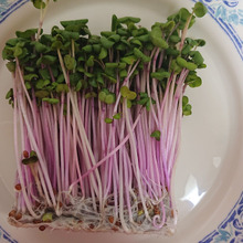 イタリア産のピンクラディッシュの新芽