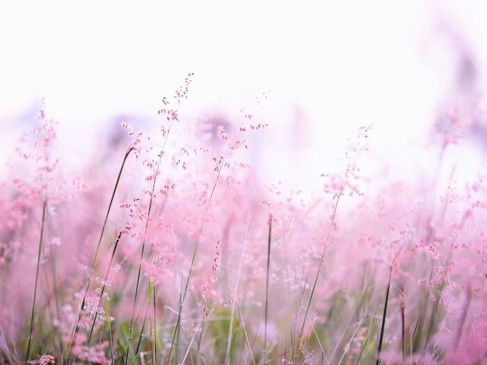 スマホで素敵なふんわり「前ボケ」写真を撮るには!?