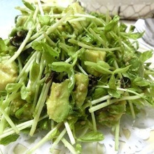 抱えて食べたい♪ 豆苗とアボカドのごまレモンサラダ