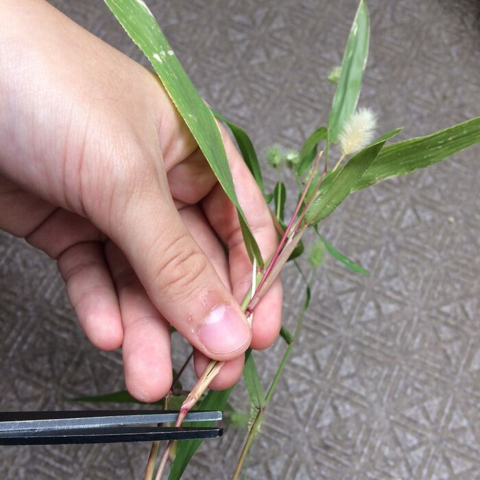 ハーブ+あの植物を収穫