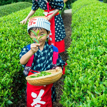 自分で摘んだ茶葉でつくる絶品★烏龍茶!-蔵屋鳴沢で茶摘み体験-