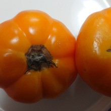 柿 ぢゃあ・・・・無いですよ!!