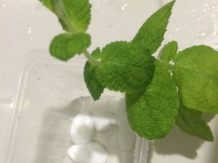 アップルミントも入れてみる