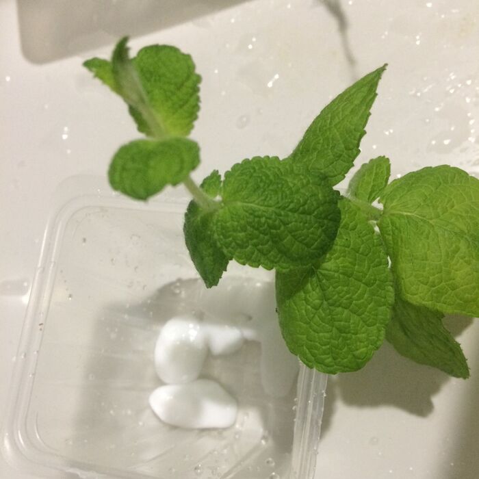 アップルミント&ちびちび石鹸でちび石鹸を作ろう