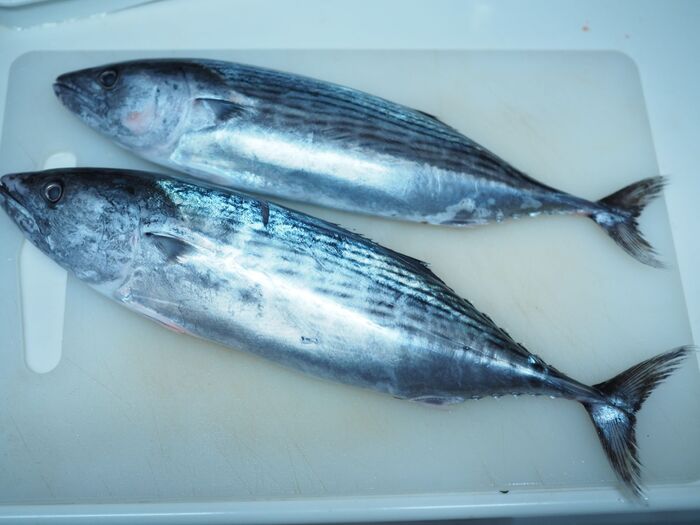 カツオ2匹買ってみた!食べ方いろいろご紹介。