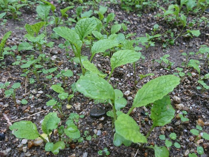 秋の種はばら蒔き★ミックスサラダ★毎日新鮮野菜