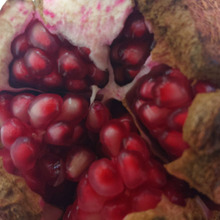 ギリシャ神話にも登場!5000年以上前から栽培されていました!!