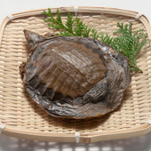 栄養の宝庫、すっぽんの効果。高齢の方の毎日の栄養補助にも!