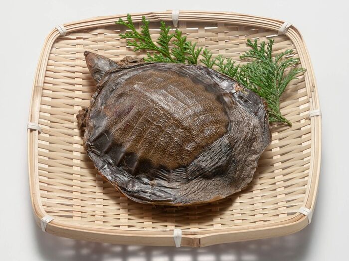 栄養の宝庫、すっぽんの効果。高齢の方の毎日の栄養補助にも!