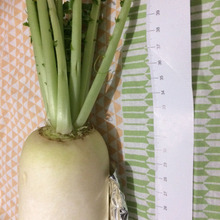 大根1本勝負!使い切り(中サイズ編)