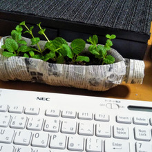 ペットボトル鉢(水はけ良好)…野菜売り場のミント 100均のマスキングテープでおしゃれに!