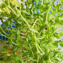 キッチンで育てて癒されつつ、育って収穫が楽しい♪