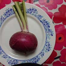 手で皮がむける幻の「サラダカブ」