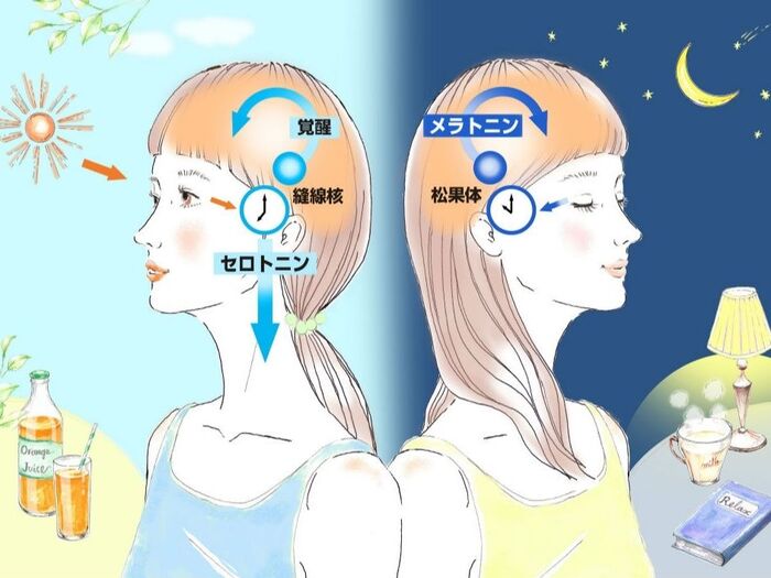 朝日を浴びて「セロトニン」を生成!