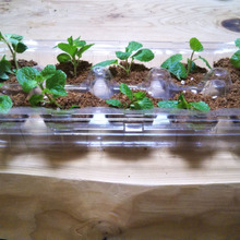 キウイパックと100均の2品を使って…ミント栽培