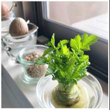 春めいたら、キッチンガーデン始めます!