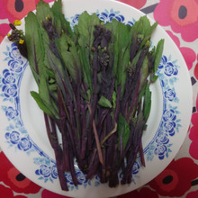 中国野菜、和名 紅菜花・・・・癖がなく美味しい!!