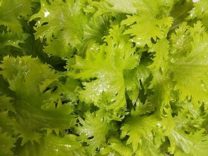 ワサビ菜