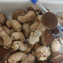 🍄🍄🍄 こんなチビ見たこと無いよ~ It's cute !! 🍄🍄🍄