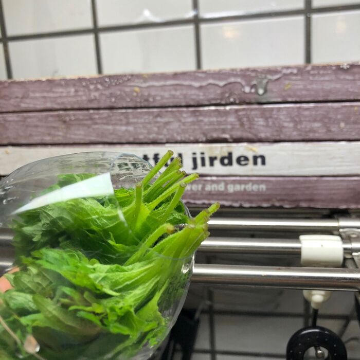 茎の先端が茶色くなったら、再び水切りしましょう