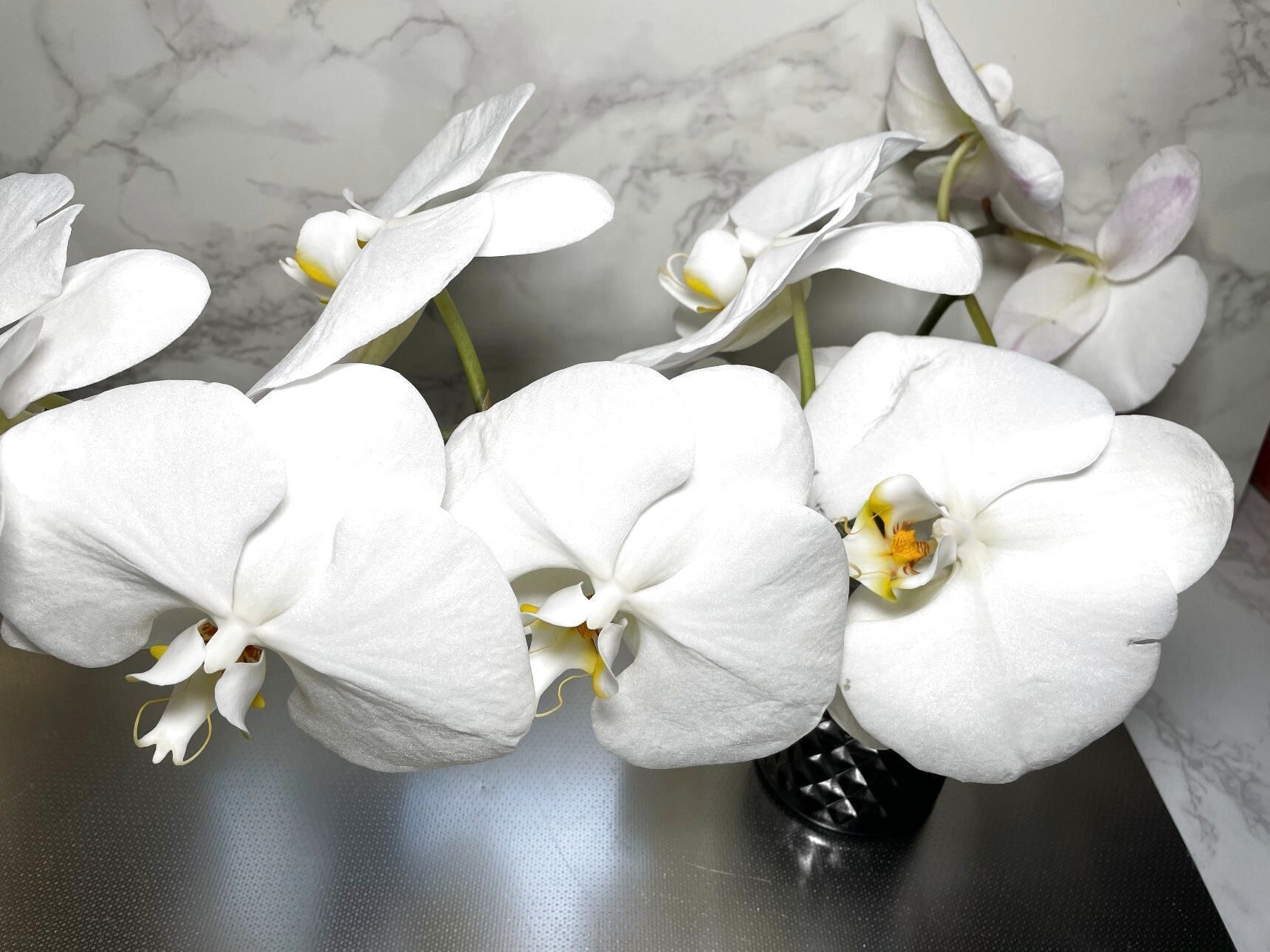 元の白い胡蝶蘭