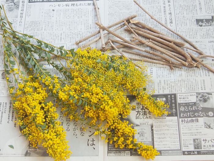 ミモザとアジサイの茎