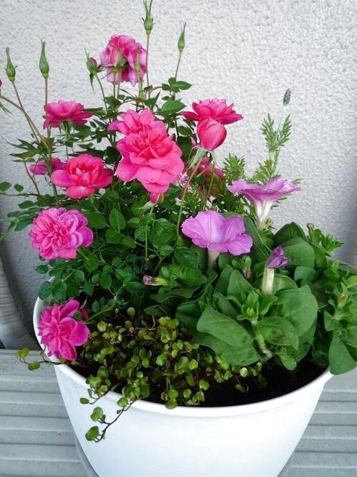 寄せ植えの完成