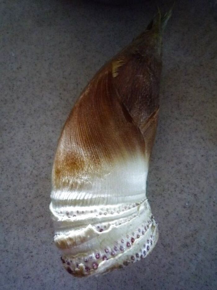 タケノコの皮をとる