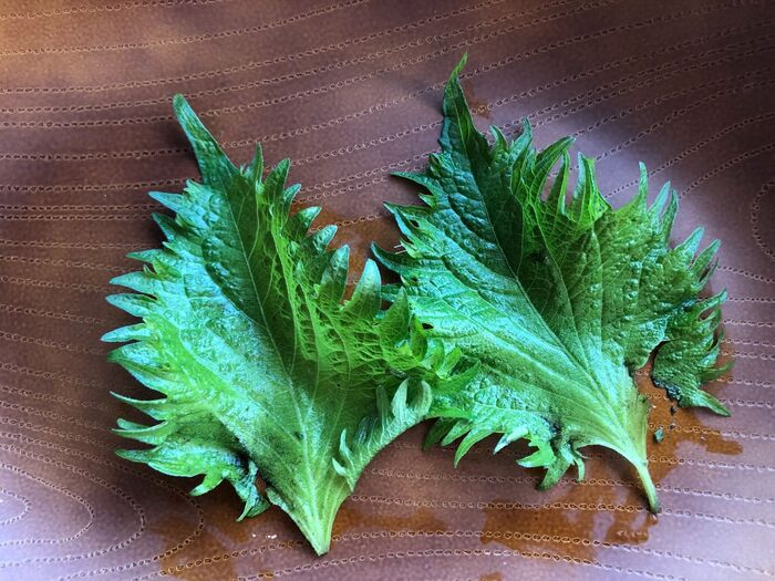 3週間を経て「不良大葉」を発見!