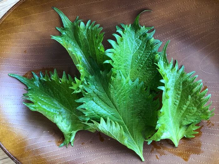 3週間を経た元気な大葉をご覧あれ!