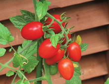 ベランダでも簡単♪子どもと一緒に楽しみたい!ミニトマトの育て方