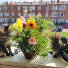 お花の国の、簡単イースターアレンジメント