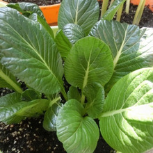 リボベジ☆ スーパーの小松菜が、1か月足らずでここまで成長♪