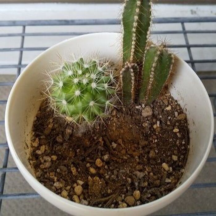 映える!【多肉植物】の増やし方