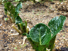 スーパーで買った小松菜の株を捨てずに植えたら芽が出た‼️根が生えた‼️暮らしニスタで得た賢い知恵