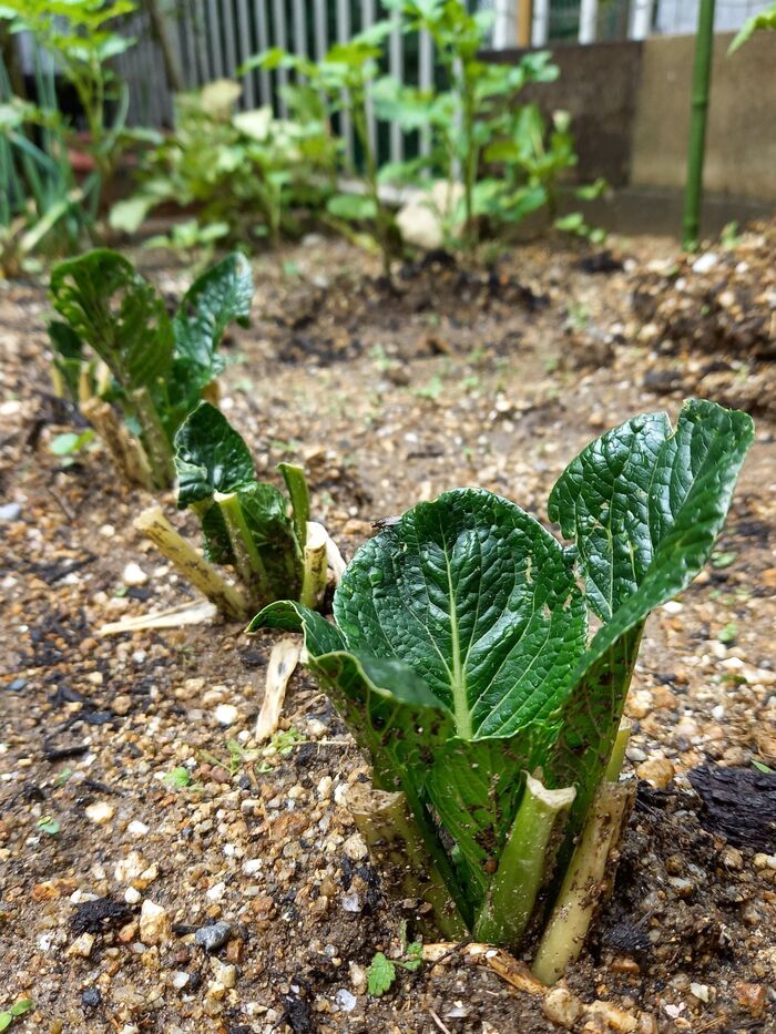 スーパーで買った小松菜の株を捨てずに植えたら芽が出た‼️根が生えた‼️暮らしニスタで得た賢い知恵