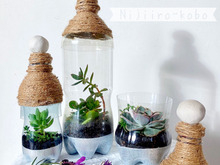 【大人工作♪】ペットボトルのテラリウム