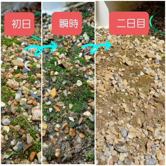 モコモコの苔も効果大