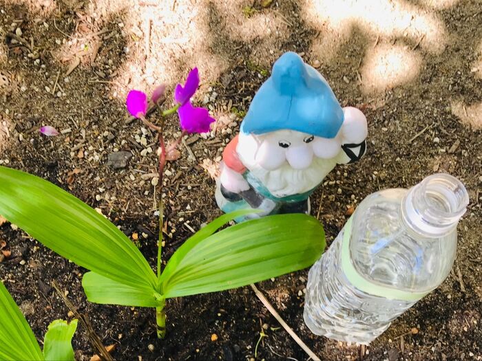 お花の水やり