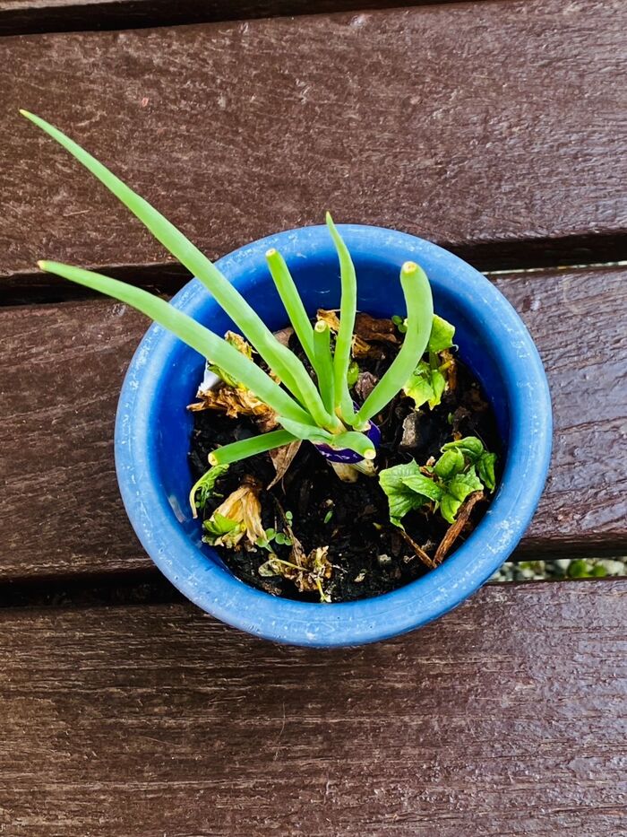 小口ネギも同様に行いました