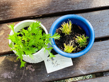スーパーで買った水菜の根の部分をプランターにのっけたら!
