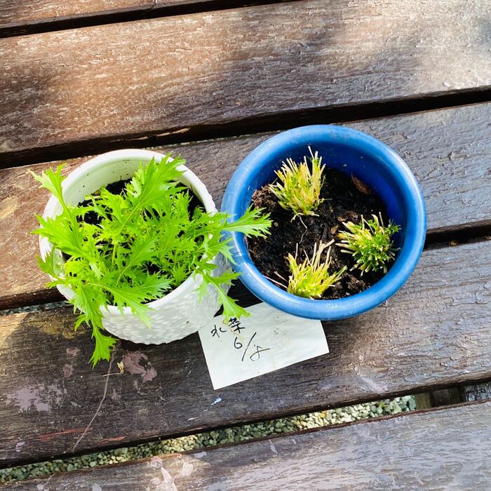 スーパーで買った水菜の根の部分をプランターにのっけたら!