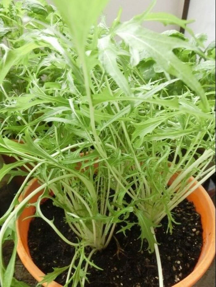 リボベジ☆ スーパーの水菜もチンゲン菜もすくすく育った♪