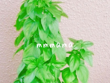 簡単にふやせる?!あまったバジルはこうする!