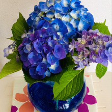 雨でも綺麗な紫陽花!家の中にも飾りました