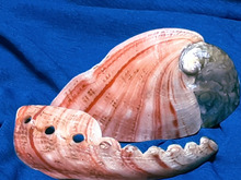 綺麗!アワビの貝殻!