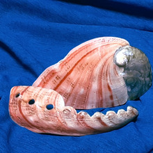 綺麗!アワビの貝殻!