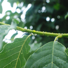 ☂雨の日に聴きたいおうちカフェのBGM☂