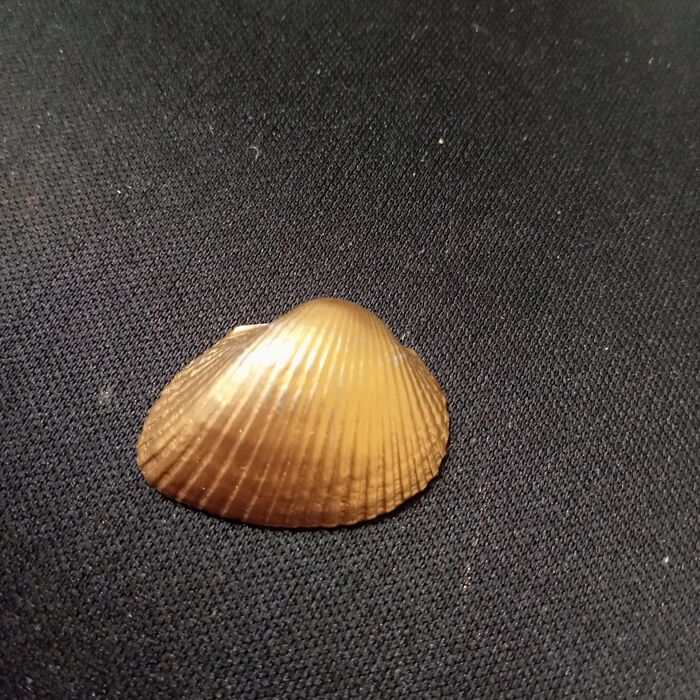 他にも貝殻に色を塗ってヘアゴムにすることもできます